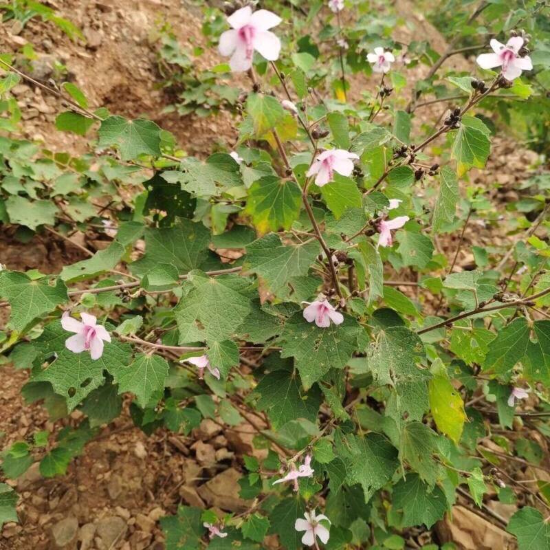 云南野生拦路虎地桃花根 三脚破,拔毒散新鲜现采