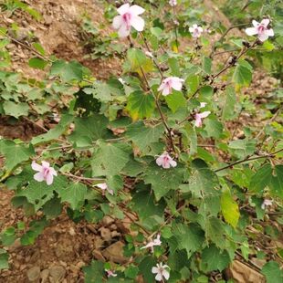 云南野生拦路虎地桃花根 三脚破,拔毒散新鲜现采