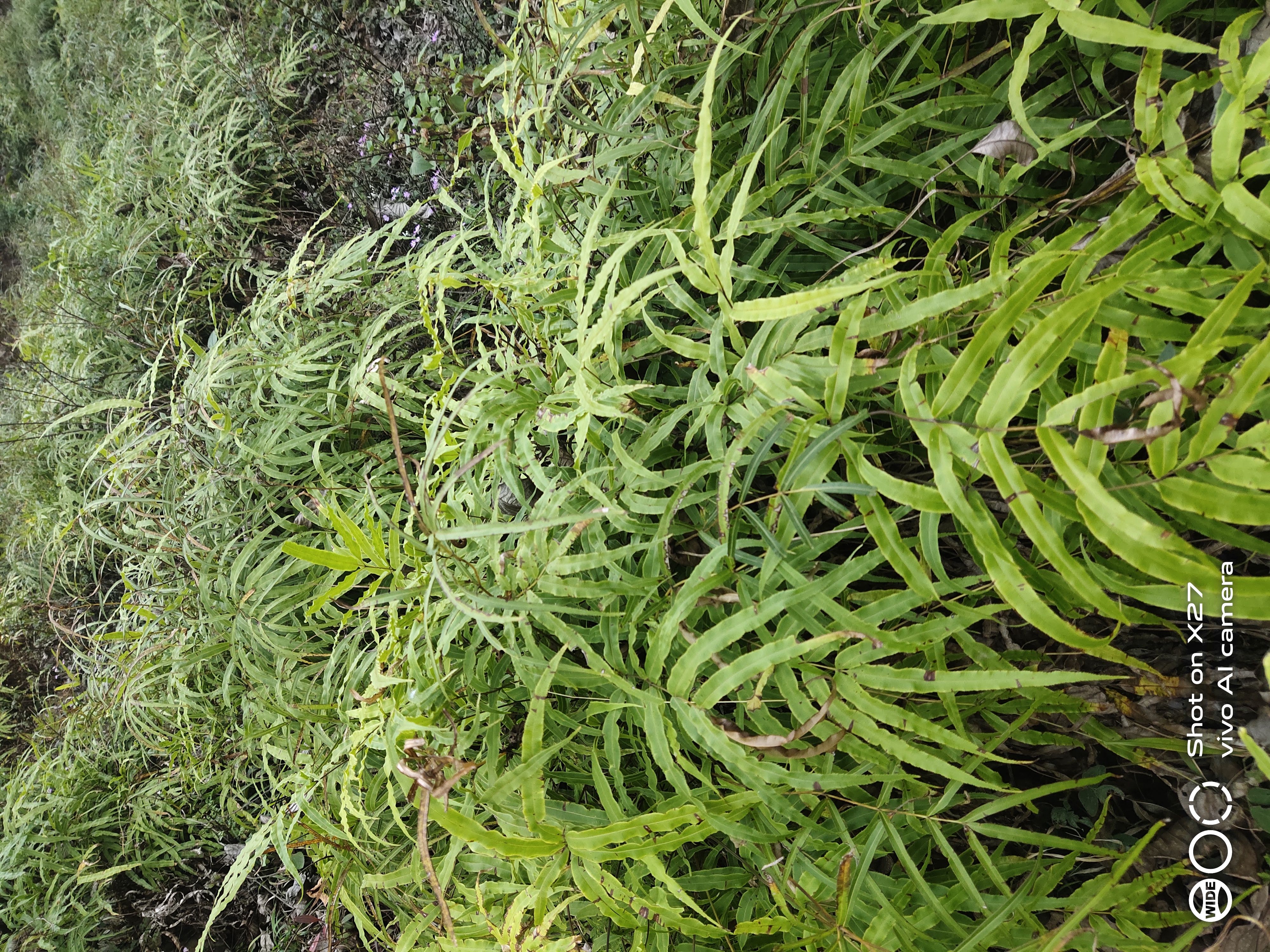 新鲜天然凤尾草鸡脚草鸡爪井栏边风尾草蕨中药材鲜货深山现采泡茶