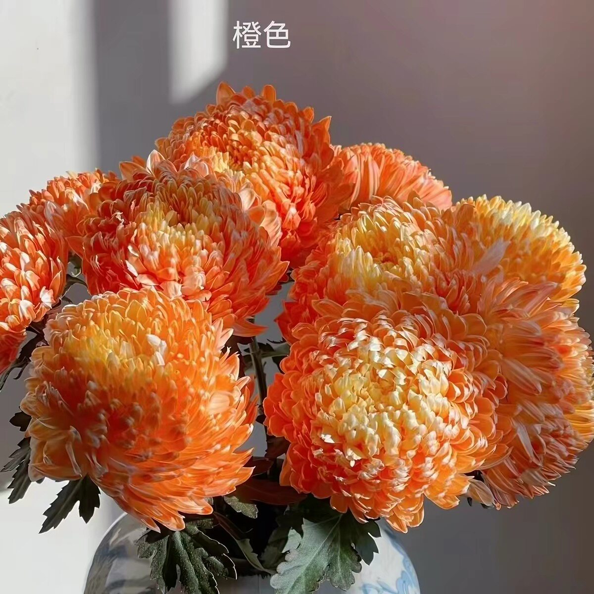 混色牡丹菊鲜花云南昆明基地直发鲜花速递(同城)