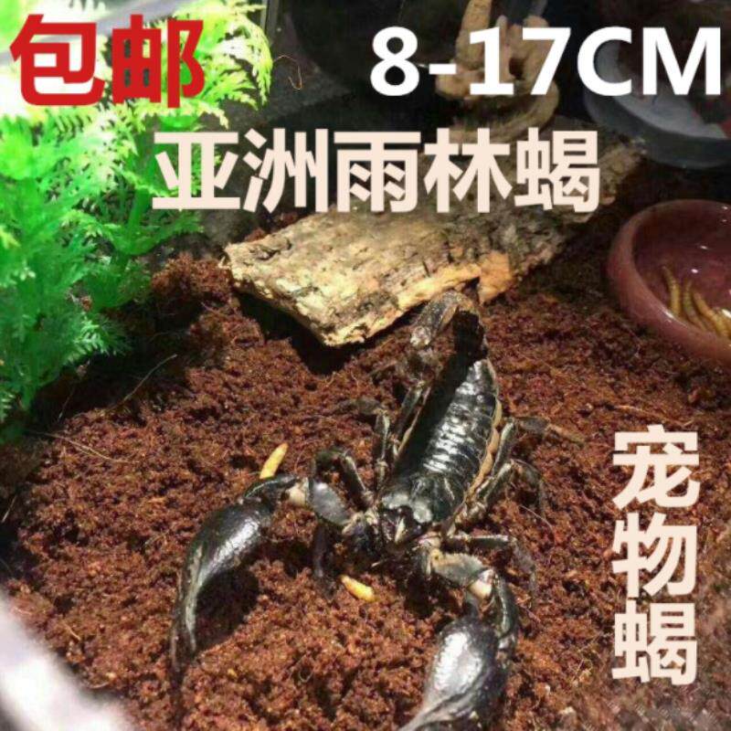 Different pet Live scorpions Non-toxic Large scorpion pet Rainforest scorpion Peter tool Living creatures Tropicalin the Pet/Pet food and supplies , Reptile/Insects and supplies Ming , Scorpion class  category - from Buy2taobao.com to provide professional Taobao agent buy service