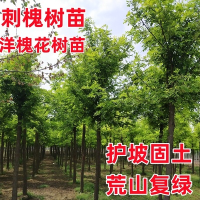 刺槐树苗洋槐花树苗国槐树苗 护坡固土荒山复绿乔木