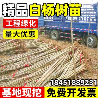 白杨树苗107速生3804速生无絮杨树苗扦插枝四季绿化园林工程苗木