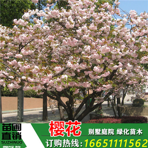 樱花树苗嫁接樱花苗日本樱花早樱晚樱小苗盆栽庭院绿化苗当年开花