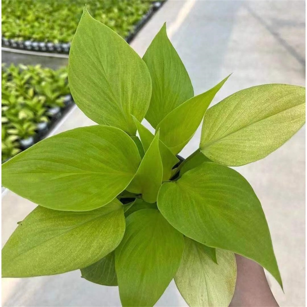 黄金年千年健绿植盆栽室内办公室观叶植物盆栽盆景新手好养活竹芋