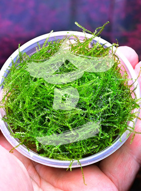 正宗ADA爪哇莫丝 水下叶 盒装如图 一盒=3-4片8*8网片平铺 非网片