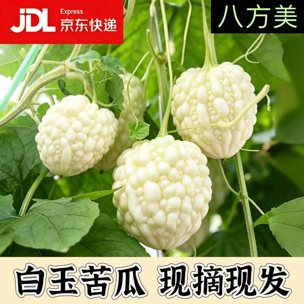 八方美苹果苦瓜山东白玉苦瓜现摘新鲜苦瓜农家自种可生吃苦味蔬菜