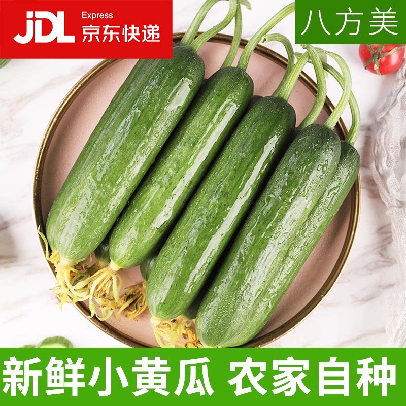八方美寿光新鲜水果小黄瓜荷兰青瓜现摘黄瓜生吃水果黄瓜京东发货