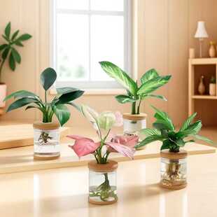 水培植物盆栽网红四季好养水养吉利红室内花卉小绿植办公桌面摆件