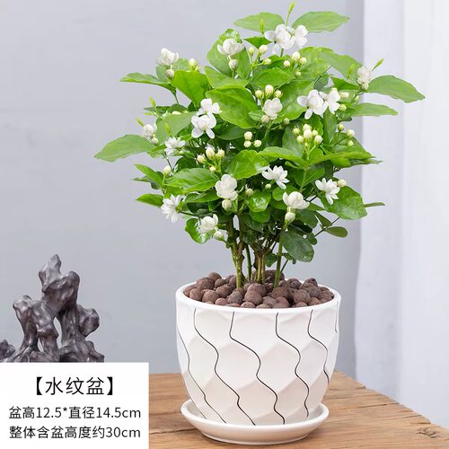 重瓣茉莉花盆栽浓香驱蚊好养