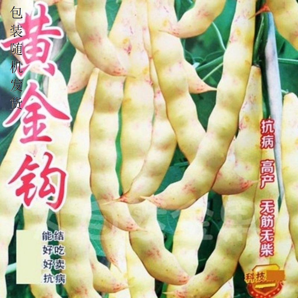 黄金钩油豆种子春秋两季