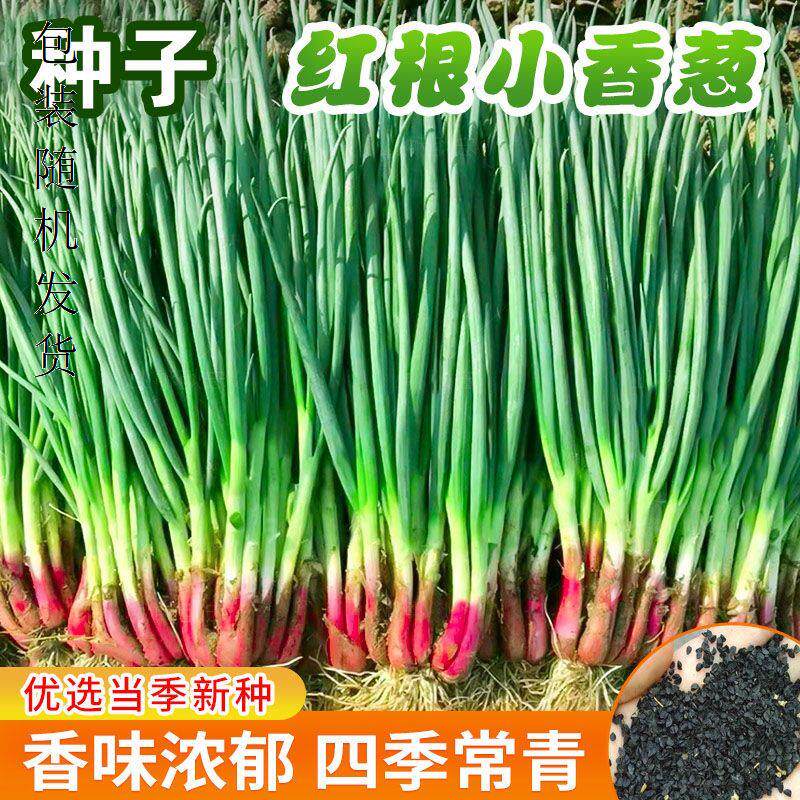 四季红根小香葱种子易发芽阳台盆栽小葱种苗春秋四季播种蔬菜种籽