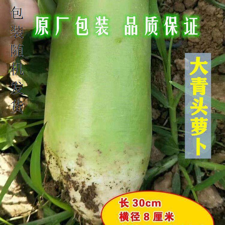大青萝卜种子山东潍坊高产水果脆甜四季播秋季蔬菜种籽孑青头包邮