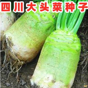 四川大头菜种子光头芥菜疙瘩榨菜芥菜种籽腌咸泡菜秋季田园蔬菜孑