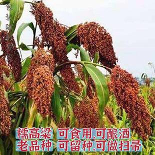 老品种红高粱种子 糯高粱种子扫帚高粱种子高产抗旱高粱种子