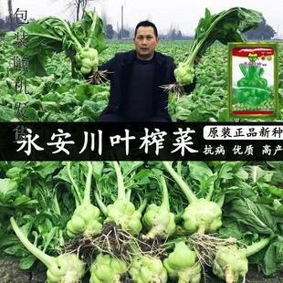 四川榨菜种子大榨菜青头菜羊角菜种籽咸菜四季播农家蔬菜种孑籽
