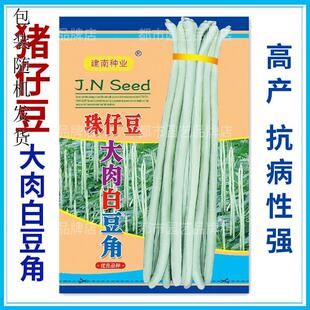 豆角种孑猪仔豆种子珠仔豆大肉白豆角种籽蔬菜种籽豆子豆种春秋播