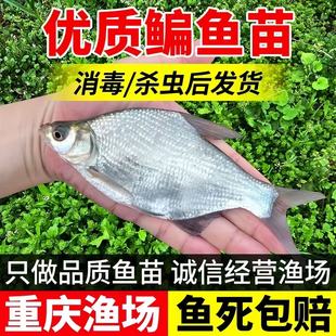 鳊鱼苗扁鱼苗武昌扁鱼边鱼苗三角鲂长身鳊鱼沙边鱼团活体淡水鱼苗