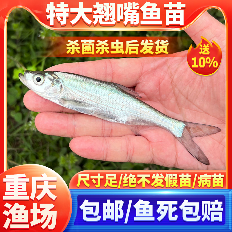 翘嘴鱼苗白鱼凶猛苗翘鲌苗淡水