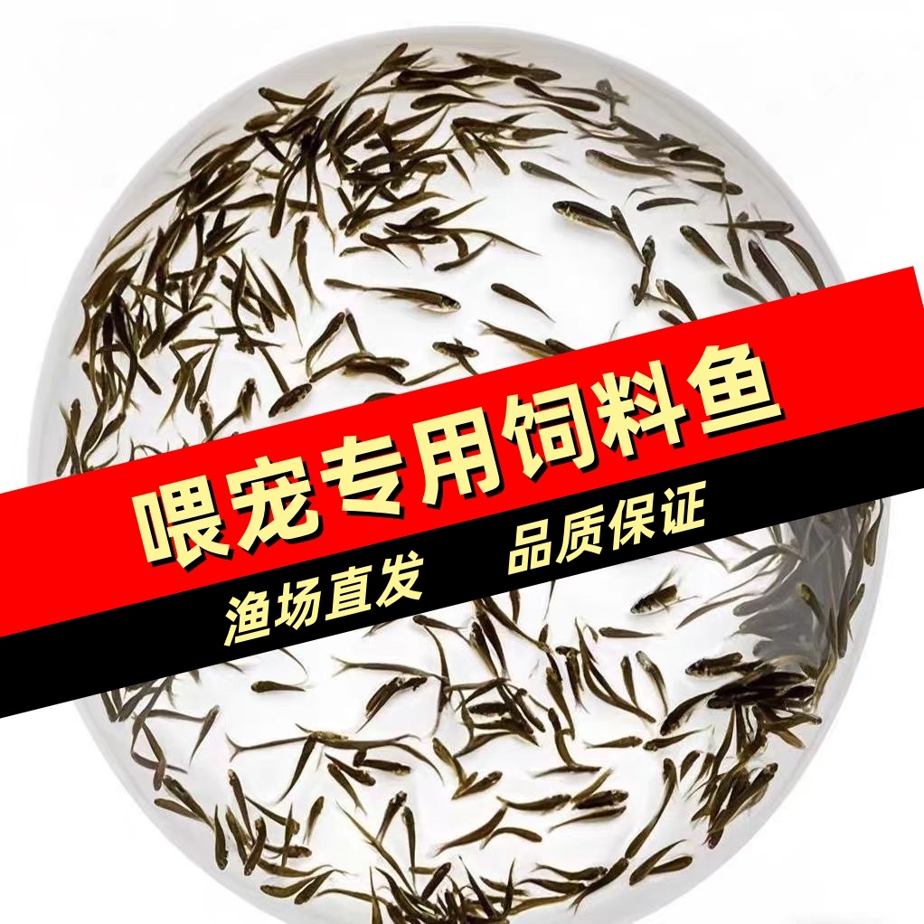 活體寵物飼料魚 喂烏龜 喂鱖魚 喂金龍活體飼料飼料飼料魚