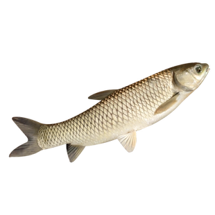 草鱼苗活鱼批发30厘米淡水养殖食用一斤半斤大规格食用草鱼活鱼苗