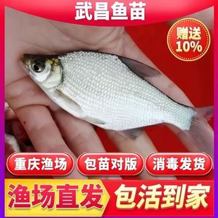 重庆武昌鱼苗淡水鱼苗大鲳小鲳鱼苗鳊鱼苗三角鲂鱼三角沙边鲂鱼苗