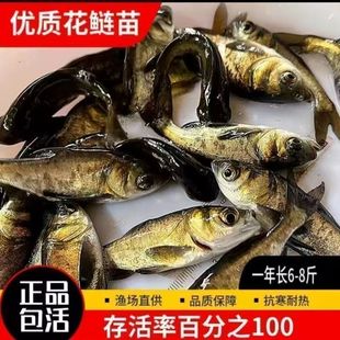广东花鲢鱼苗大头鱼苗鳙鱼苗包活大头鳙鱼苗胖头鱼苗黑鲢鱼苗包邮