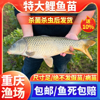 鯉魚苗正宗建鯉重慶耐活體魚