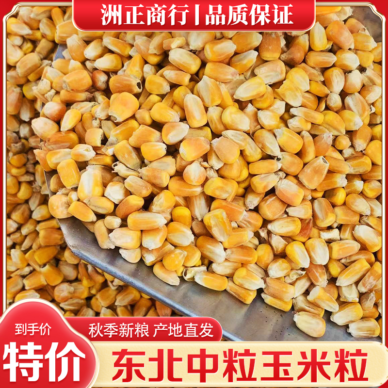 东北优质中颗粒玉米特价