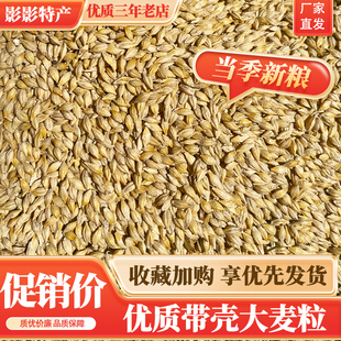 10斤大麦粒带壳皮做鸽粮麦芽糖大麦茶原料种子发芽苗榨汁可酿酒
