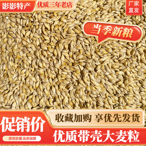 10斤大麦粒带壳皮做鸽粮麦芽糖大麦茶原料种子发芽苗榨汁可酿酒
