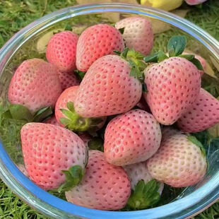 红颜草莓苗盆栽带盆带土丹东隋珠 奶油巧克力草莓秧苗子 粉玉四季
