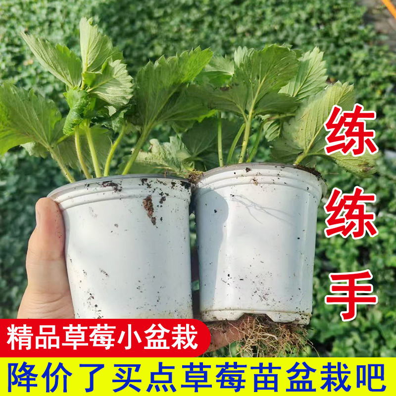 草莓苗盆栽带盆带土真红美玲桃熏南北方露天秧阳台种小七草莓苗子