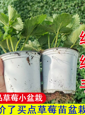 草莓苗盆栽带盆带土真红美玲桃熏南北方露天秧阳台种小七草莓苗子
