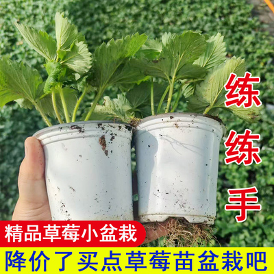 草莓苗盆栽带盆带土真红美玲桃熏南北方露天秧阳台种小七草莓苗子