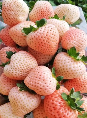 草莓苗盆栽真红美玲草莓红颜粉玉四季奶油草莓秧带盆土小七草莓苗