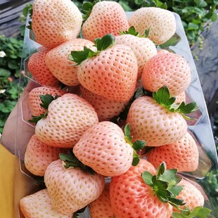 草莓苗盆栽真红美玲草莓红颜粉玉四季奶油草莓秧带盆土小七草莓苗