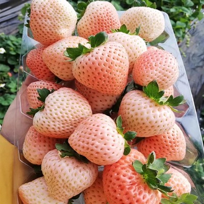 草莓苗盆栽真红美玲草莓红颜粉玉四季奶油草莓秧带盆土小七草莓苗