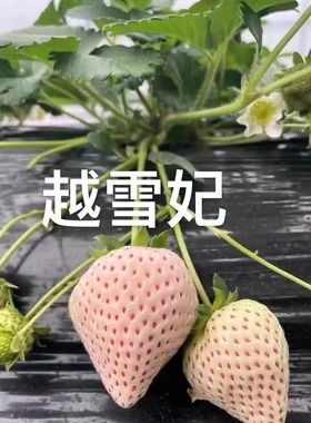 真红美玲黑珍珠草莓盆栽红颜粉玉四季奶油草莓秧带盆土小七草莓苗