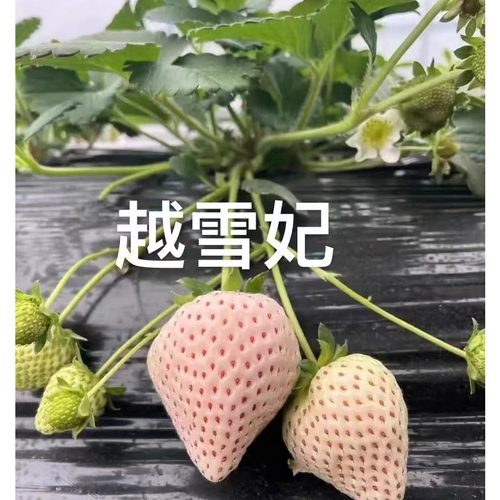 精品草莓苗盆栽好养活