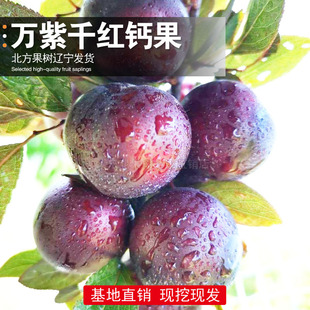 万紫千红钙果苗超甜大果欧李矮化南北方种植耐寒盆栽地栽当年结果