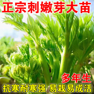 刺嫩芽苗刺嫩刺龙芽苗刺龙苞苗子东北野生菜刺老芽树苗山菜之王苗