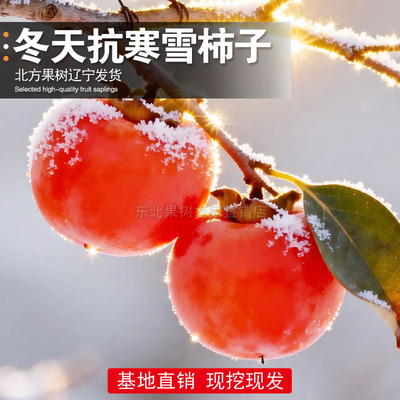 东北雪柿子树苗耐寒无核甜柿子苗南北方庭院盆栽地栽种植不怕冻柿