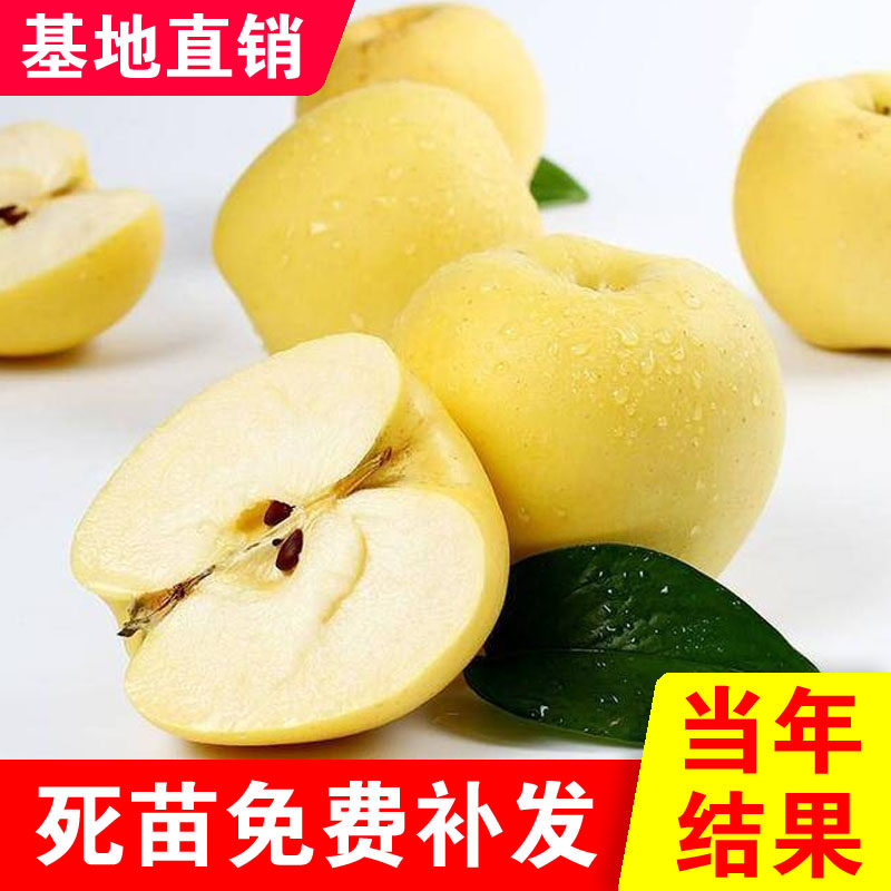 黄元帅苹果树苗嫁接正宗品种东北耐寒盆栽地栽南北方种植当年结果