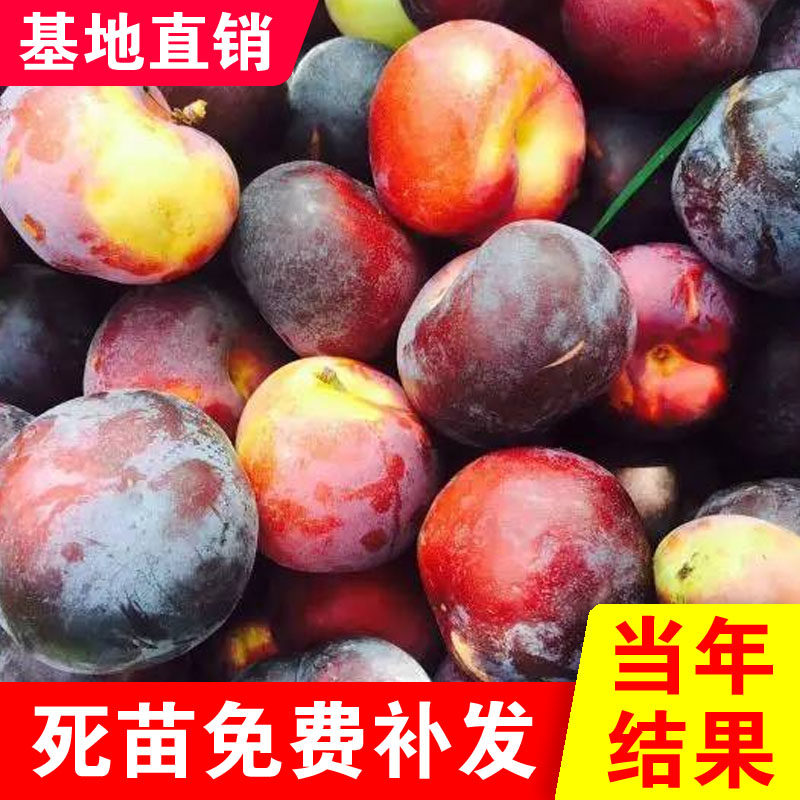 龙园秋李树苗辽宁新品种耐寒高产嫁接苗盆栽地栽南北种植当年结果