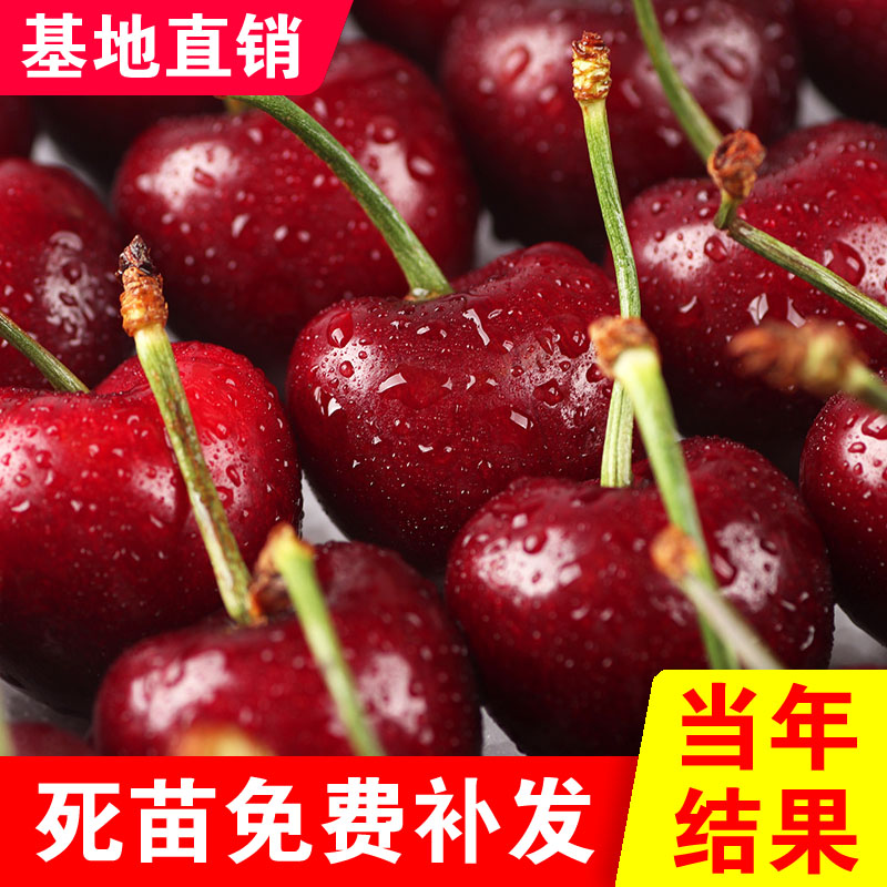 美早车厘子树苗盆栽地栽南北方种植樱桃树苗美早车厘子苗当年结果