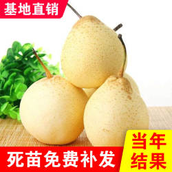 绥中大白梨树苗嫁接苗盆栽地栽梨苗抗耐寒品种大白梨树苗当年结果