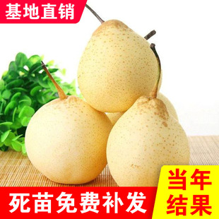 绥中大白梨树苗嫁接苗盆栽地栽梨苗抗耐寒品种大白梨树苗当年结果