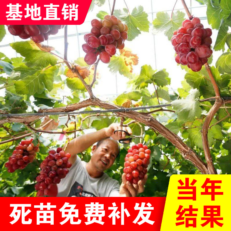 新品种无籽葡萄树苗浪漫红颜葡萄苗特大南北方地栽盆栽当年结果苗