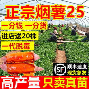 正宗真烟薯25号苗红薯苗种糖心蜜薯地瓜苗番薯秧苗山东烟台农科院